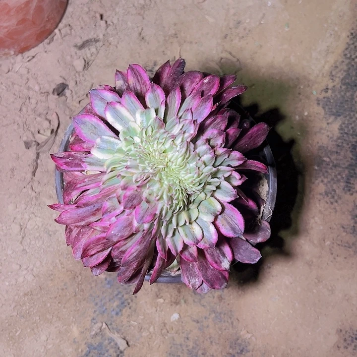 漫****1051水墨画缀多肉