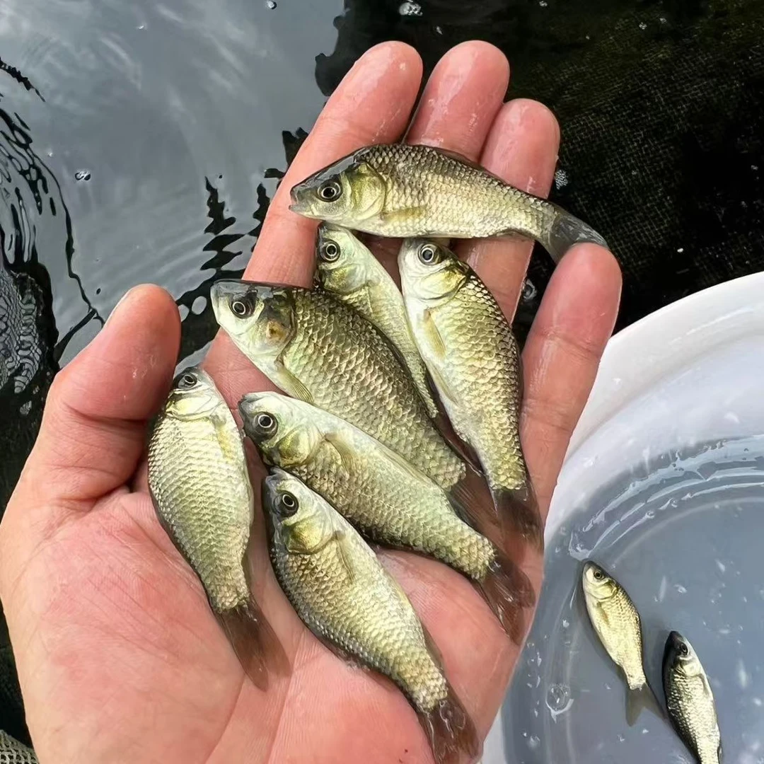 正宗中科五号鲫鱼工程鲫及多种淡水鱼销售稻花鱼批发鲜活小鲫鱼