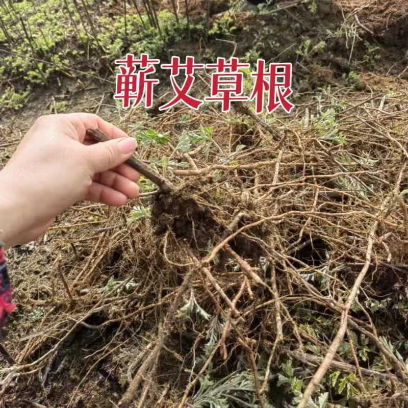 湖北蕲春蕲艾大叶药用艾草根种植艾草苗盆栽驱蚊端午釆收洗澡泡脚