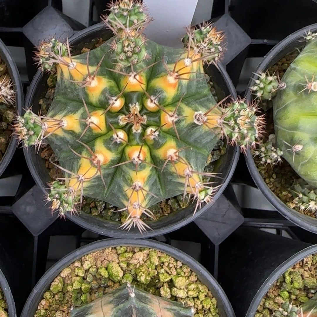 89-0216虎斑脱土发多肉