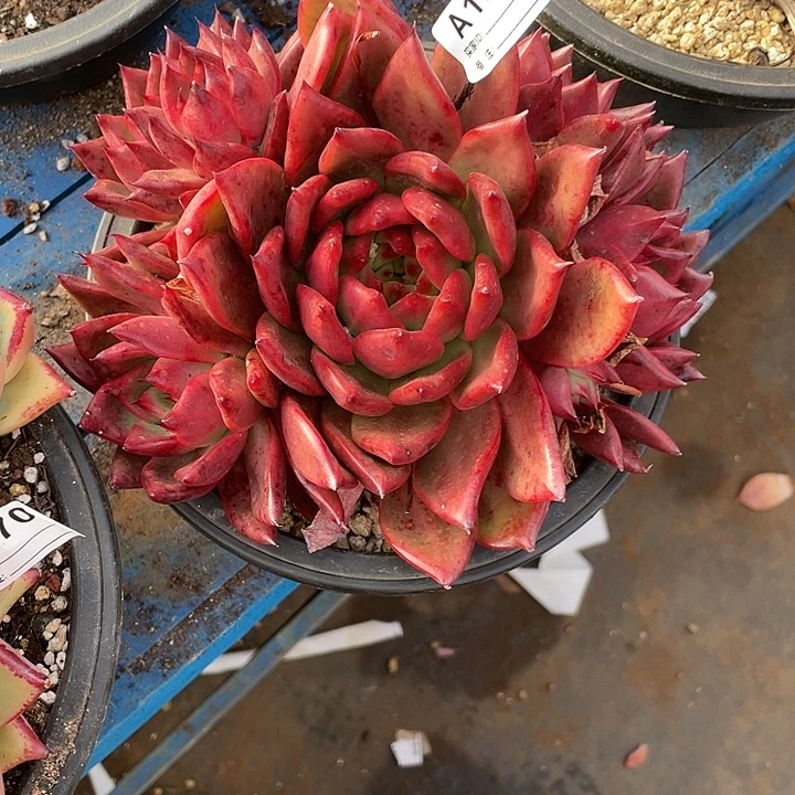 糊***涂若如东云单拍A157