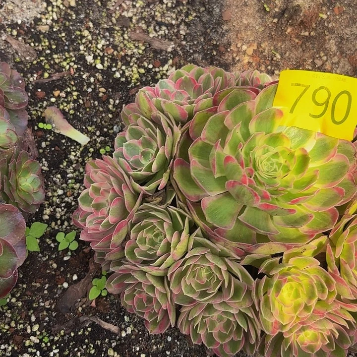 多肉植物孔雀790点