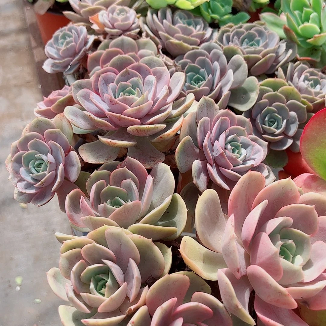 蓝色苍鹭多头大盆群老桩特价