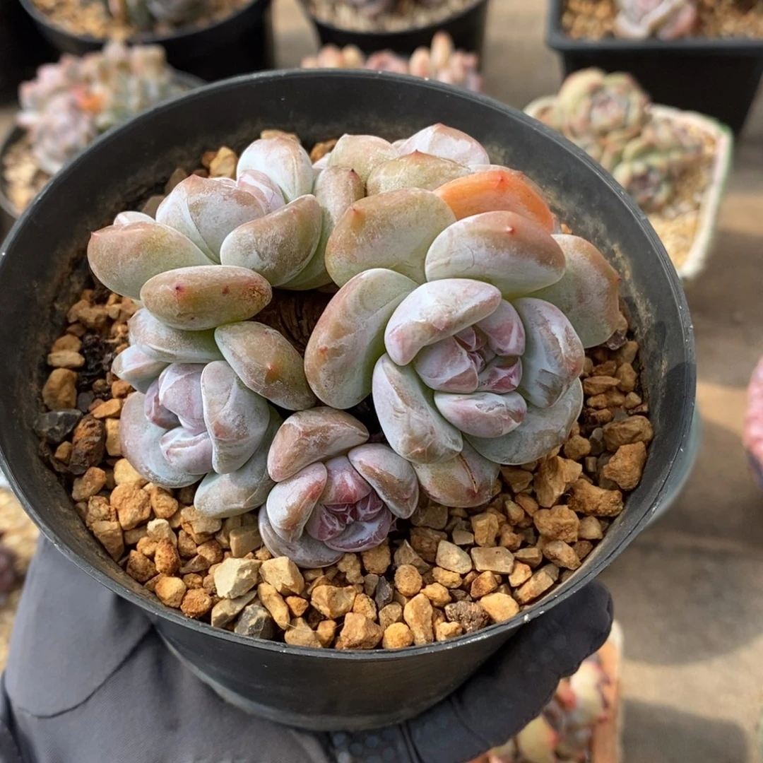 六头绿底紫心 潜力股  包子