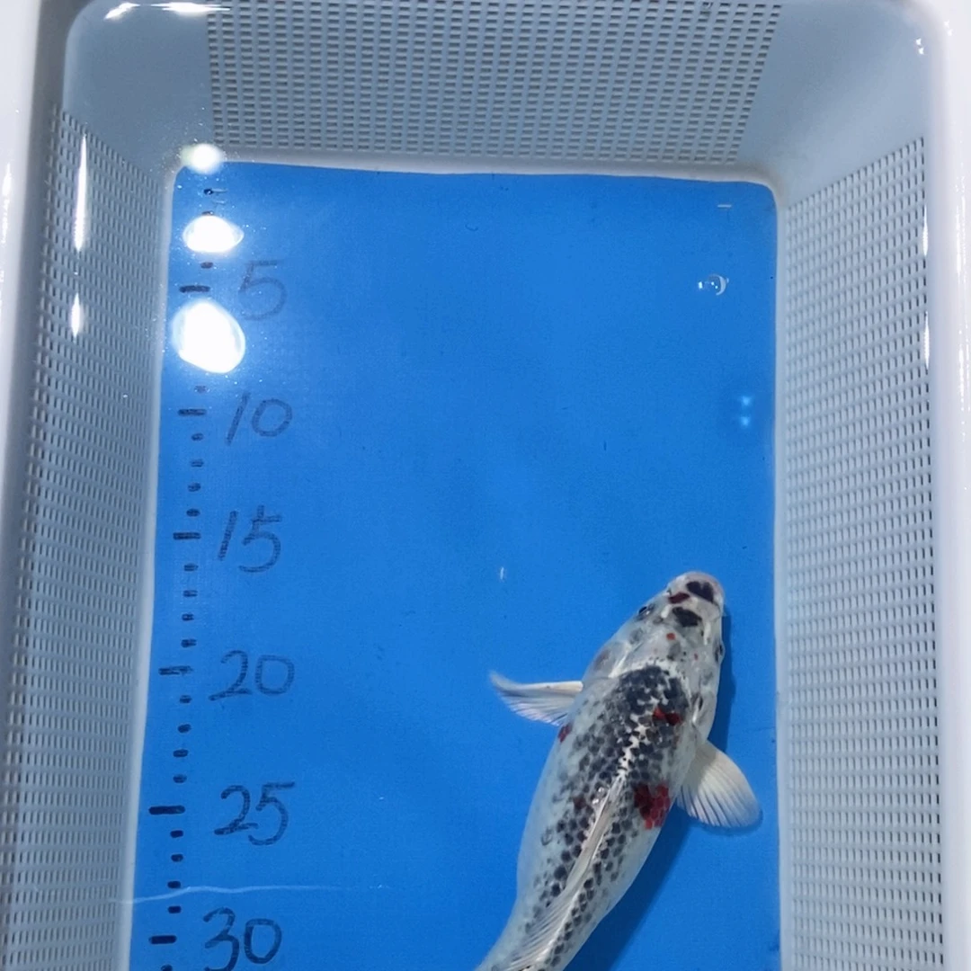 锦鲤锦鲤包邮包售后