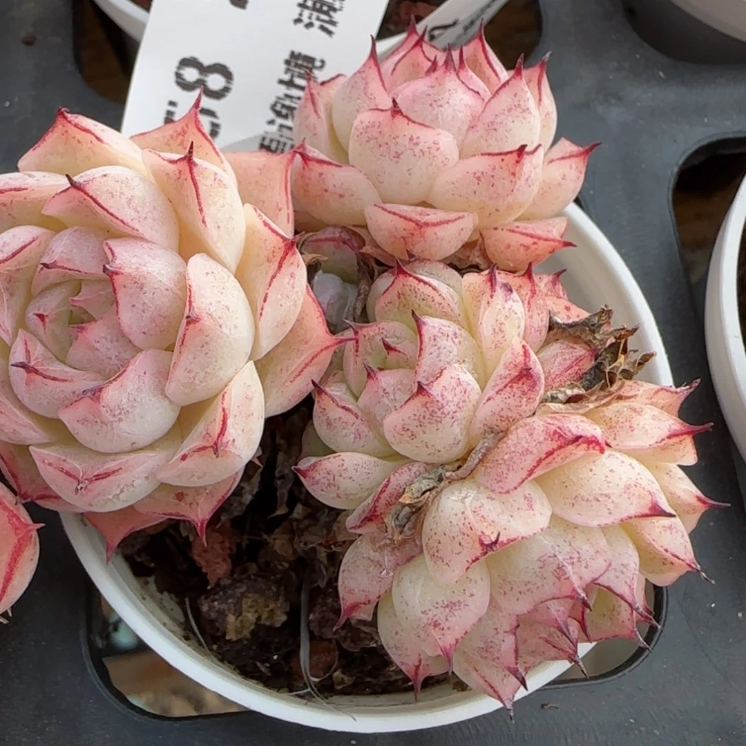 花语逸镜0213-658