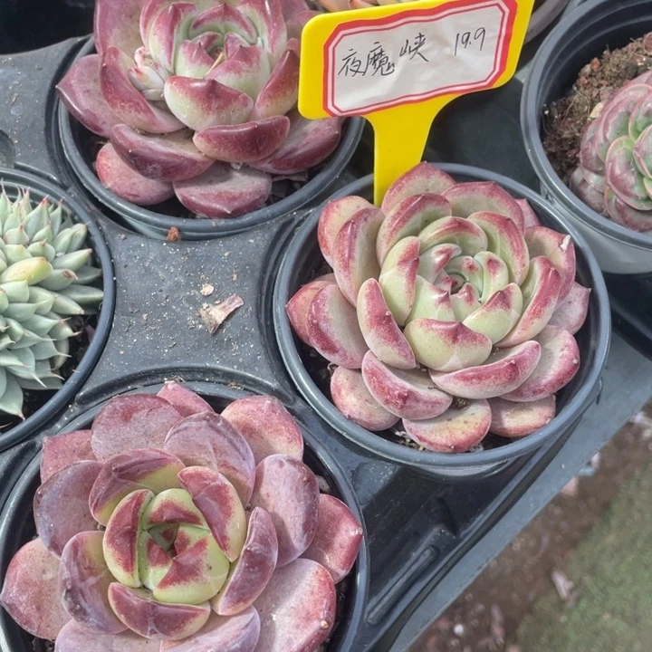 夜魔侠17.8一盆88888888