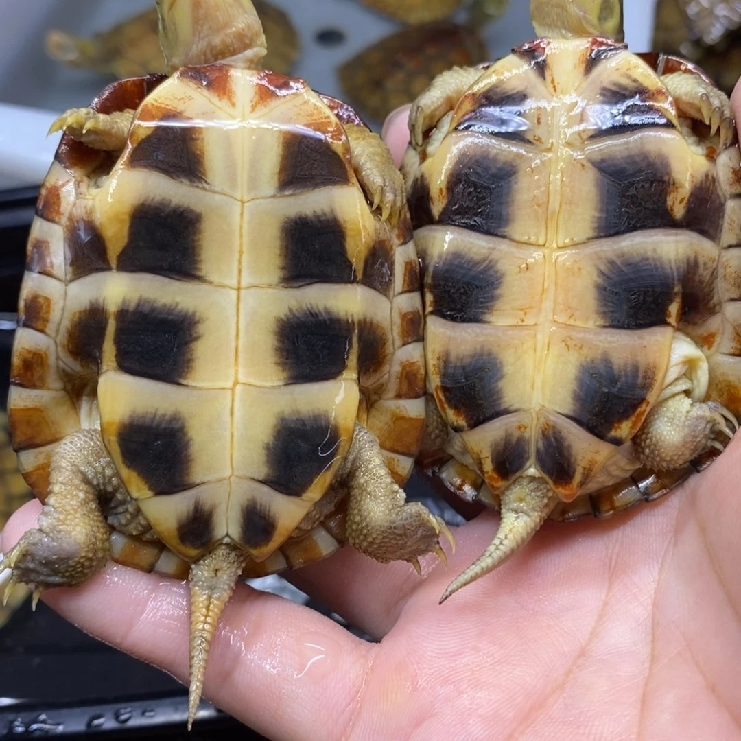 B****母绿毛龟一对情侣一起玩游戏