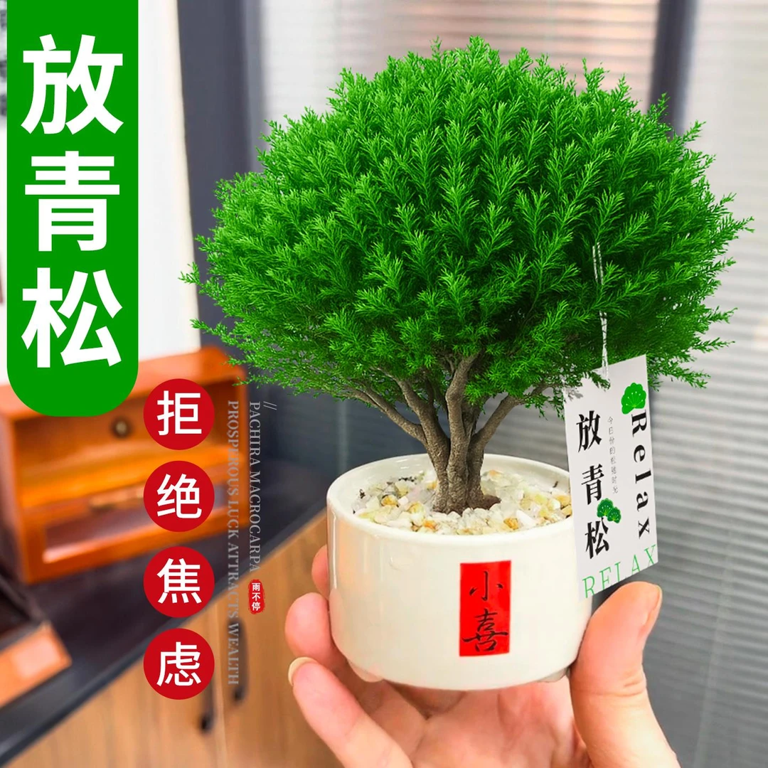 小盆雾松盆栽盆景四季常青办公室内桌面绿植客厅桌面好养耐寒植物