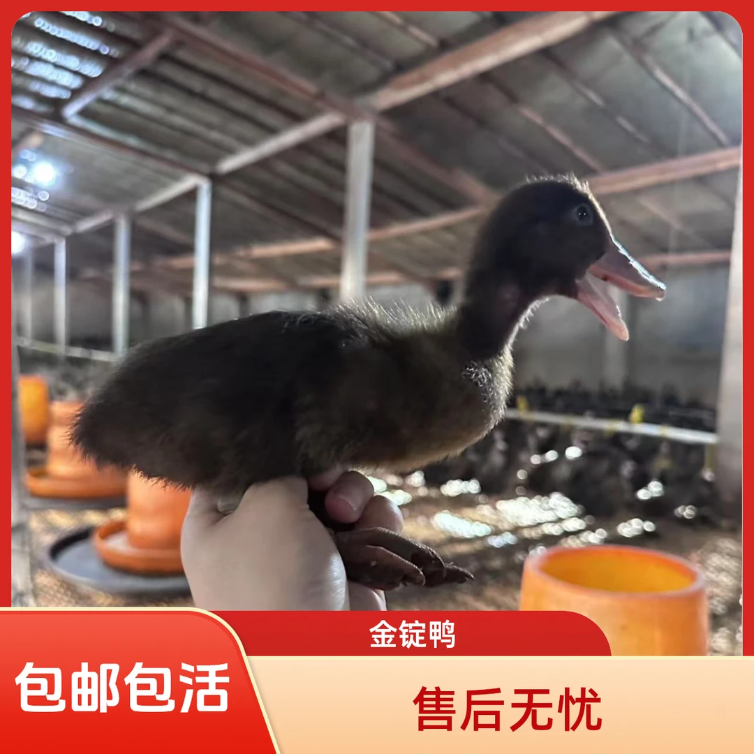 金碇鸭嘎嘎会下蛋活体发货包邮包活宠物鸭