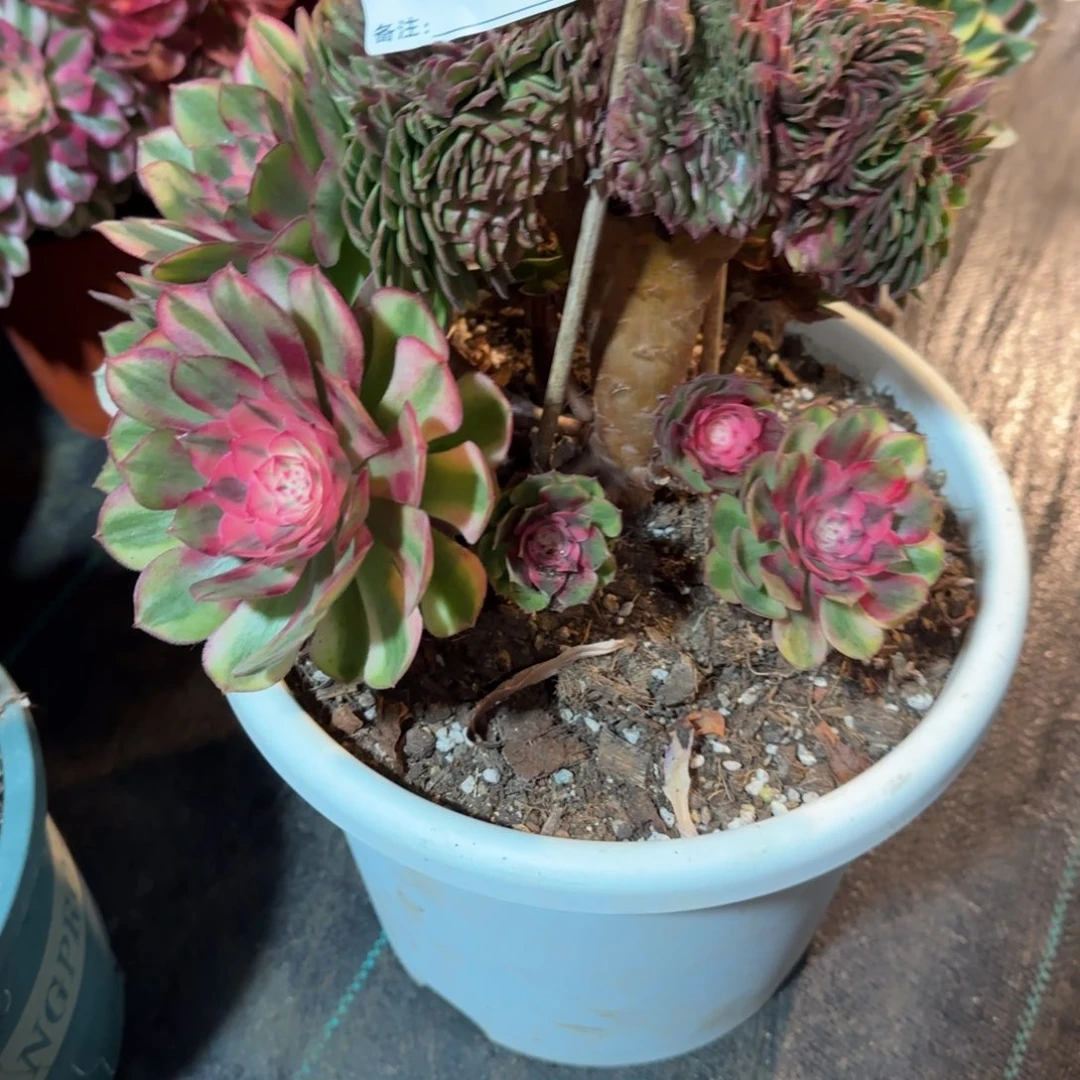 王***气6218多肉荔枝缀化多肉