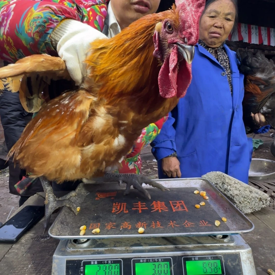 红瑶鸡农村土鸡680293