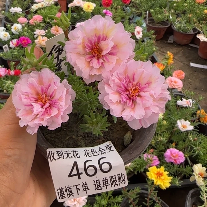 无花朵466伊芙蓉超小苗盆口10cm