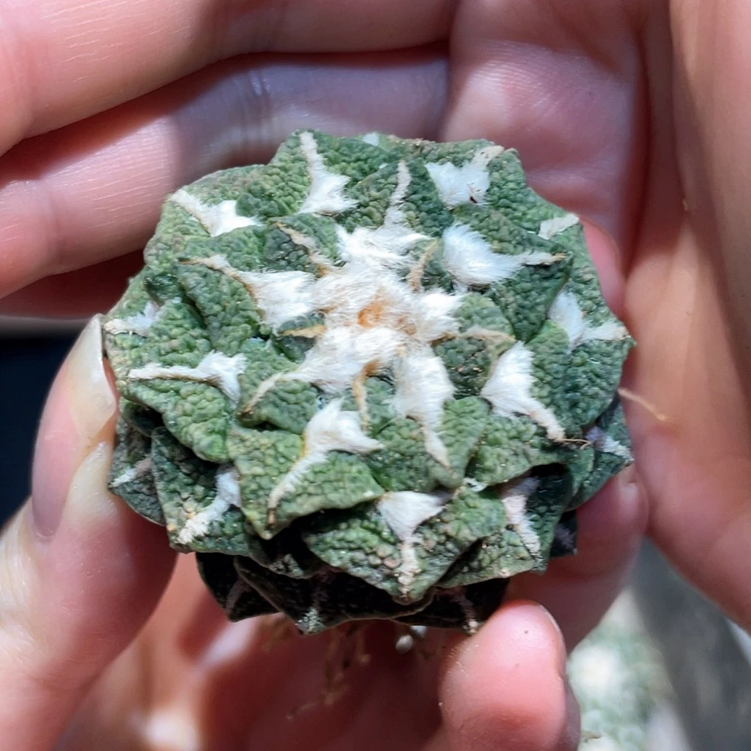 4cm自根大尤黑牡丹小萝卜