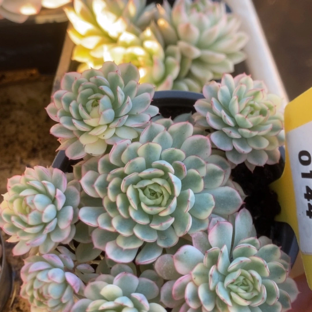 144黄覆轮梦幻玫瑰锦锦锦锦锦锦