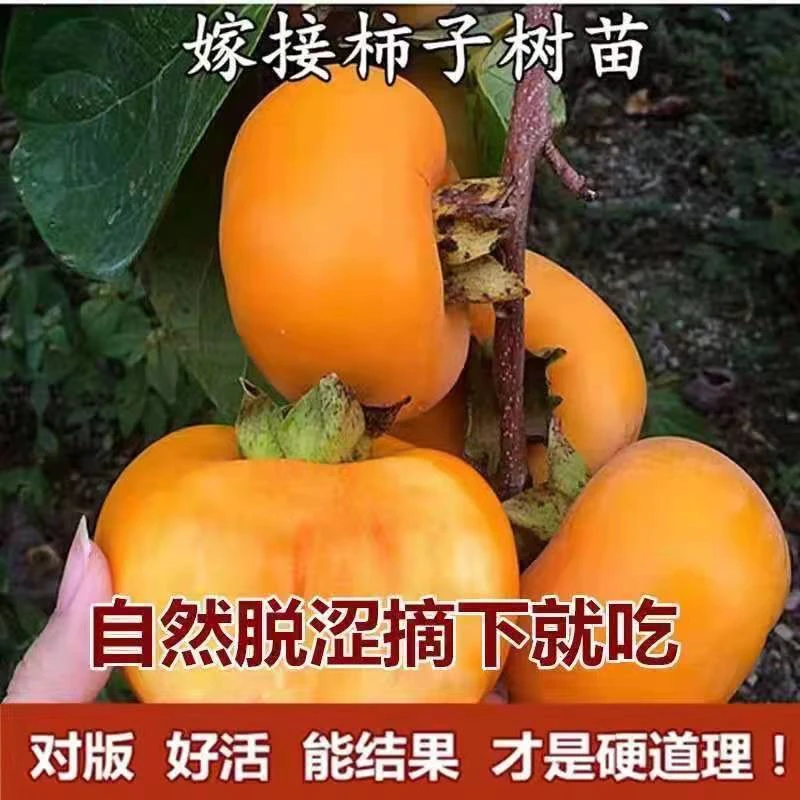阳丰柿子树苗嫁接脆甜无核火晶柿子树苗盆栽地栽南北方种植果树苗