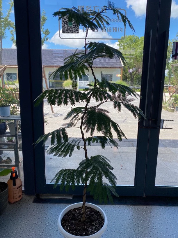 一物一拍 密叶猴耳环盆栽室内耐阴好养四季常绿网红观叶植物