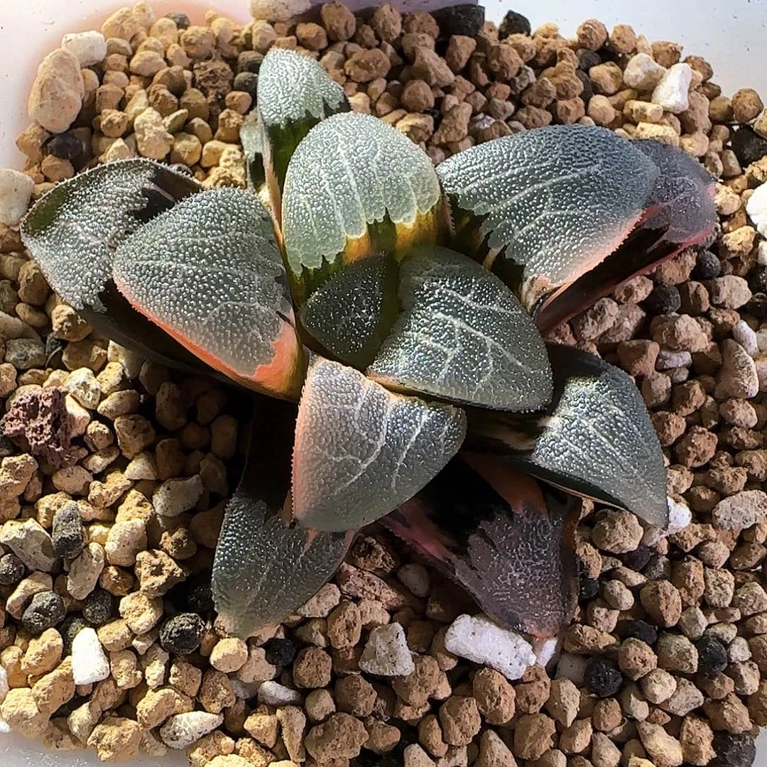 143号大久保克锦一物一拍带盆土