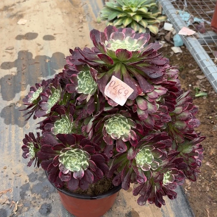 嫦娥多肉法师6270