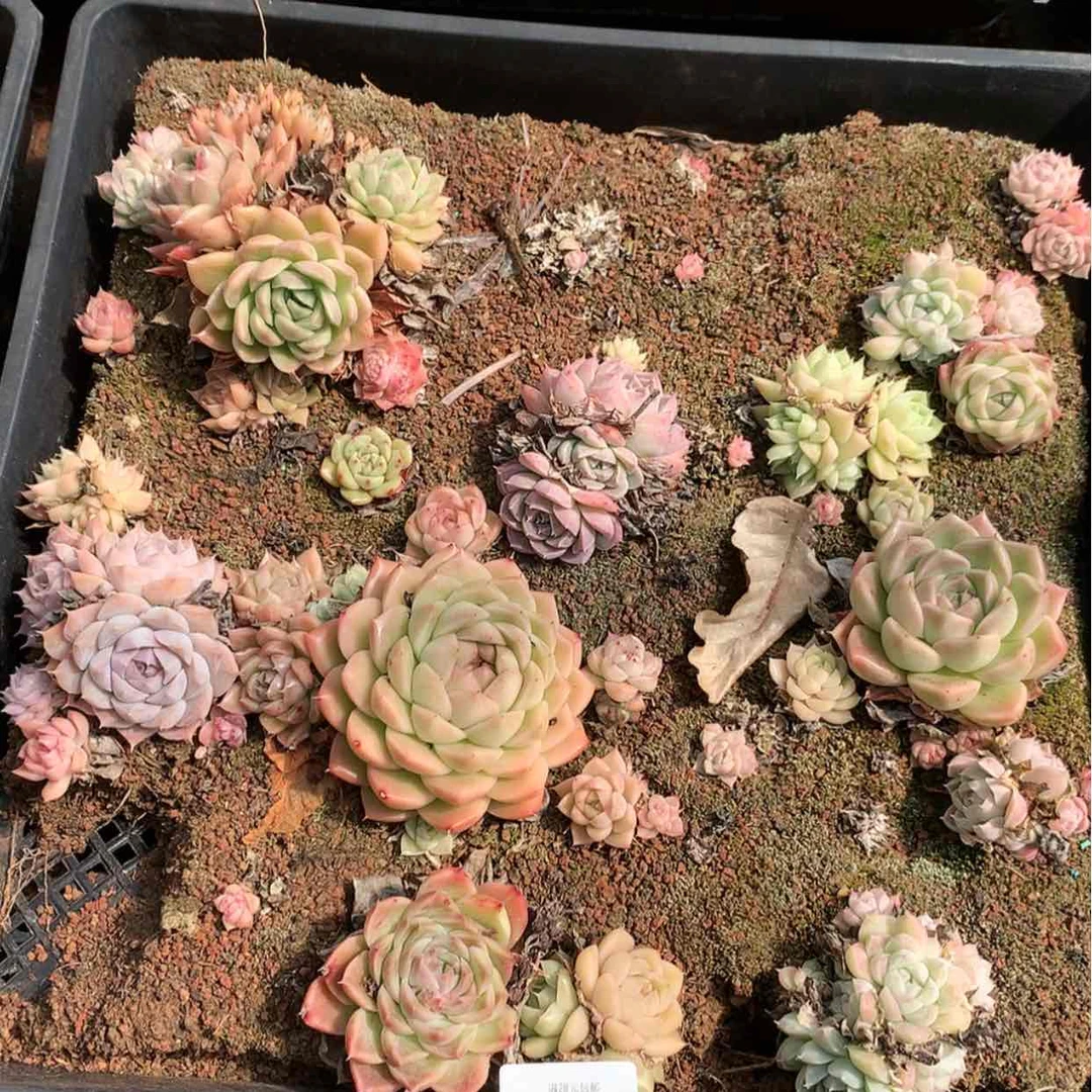 【闪购商品】云763