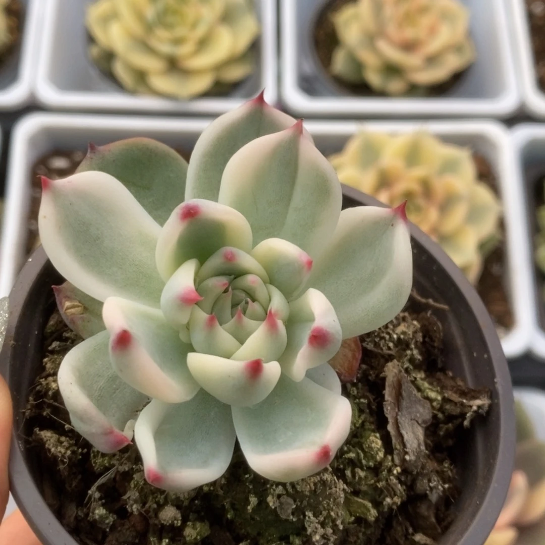 091锦锦锦锦锦锦锦锦锦