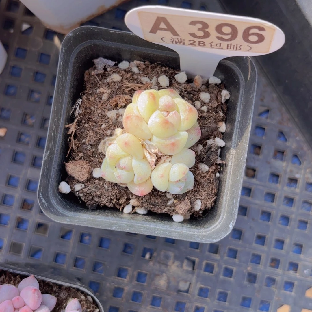 A396白底冰玉一物一拍