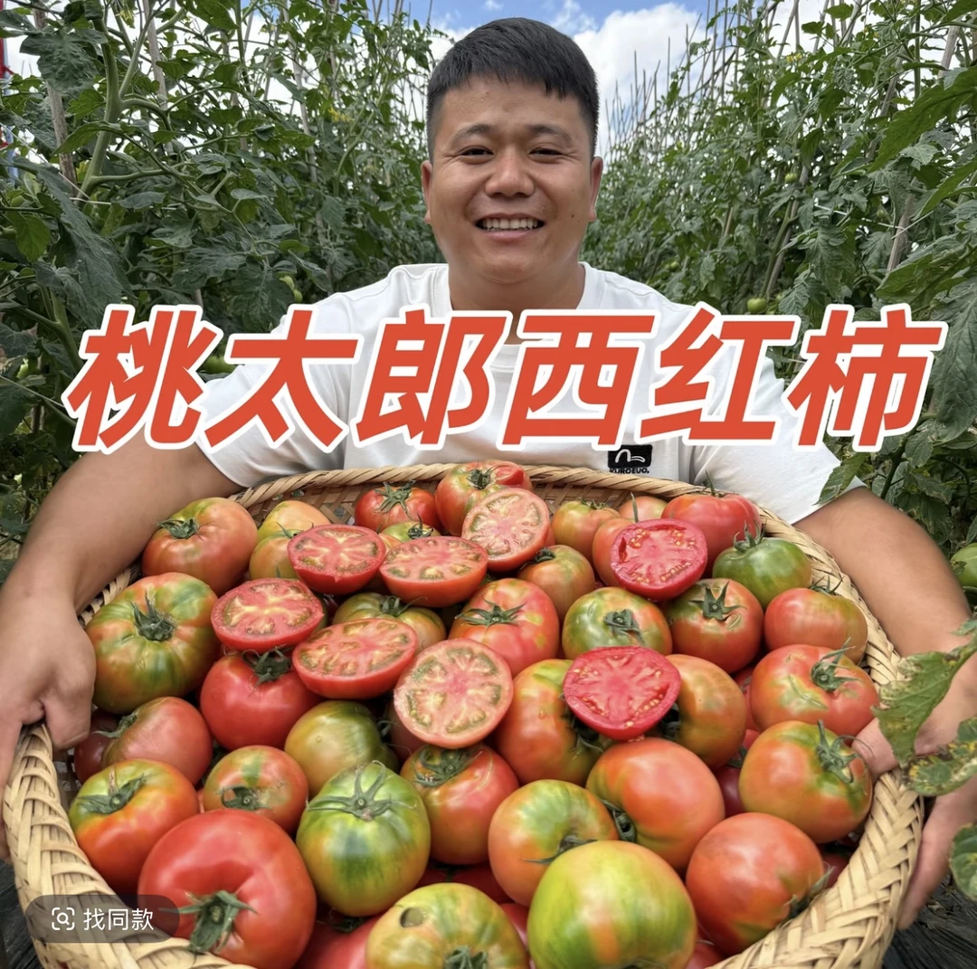 四川攀枝花露天沙瓤西红柿现摘番茄应季新鲜农家自然熟可生吃顺丰
