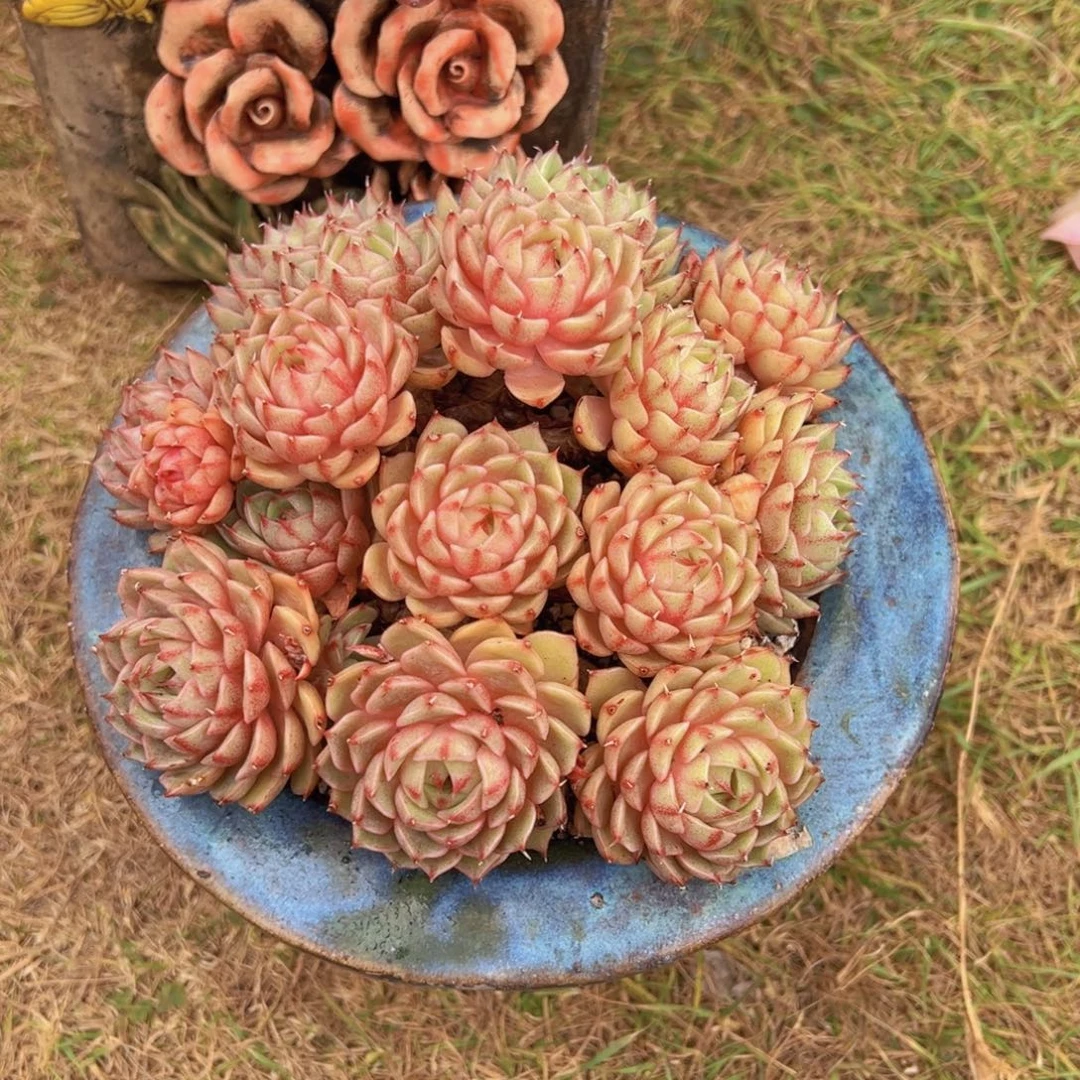 B***M一物一拍多肉植物