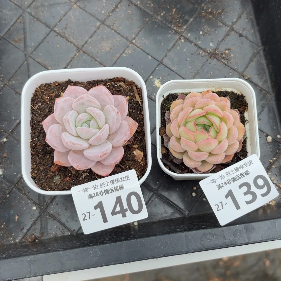 奶盖和草莓冰多肉多肉多肉