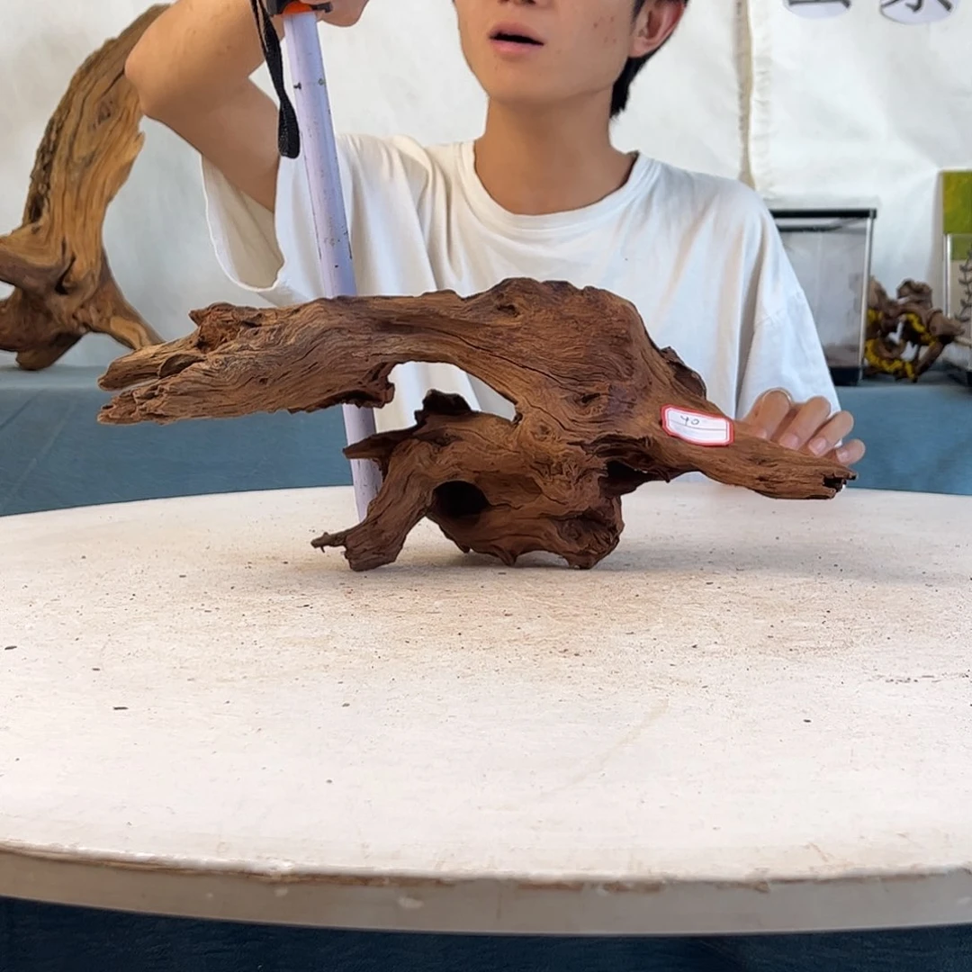 沉木造景寄居蟹造景