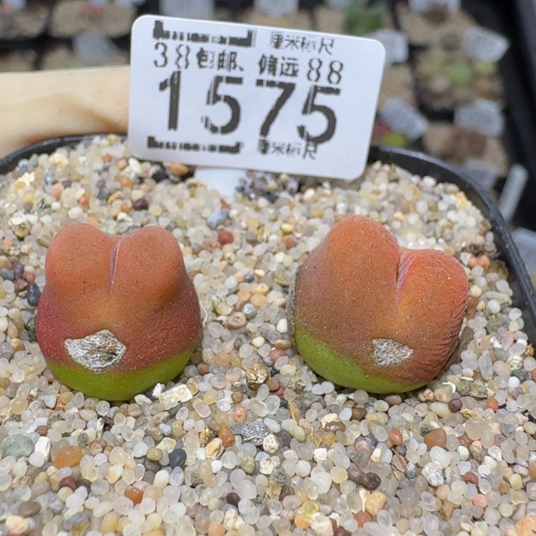 zzzz精品生石花1575疤特