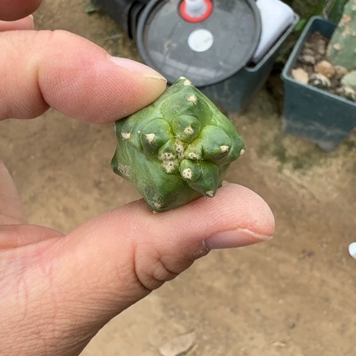 311橙太朗无根侧牙小一个，20包邮
