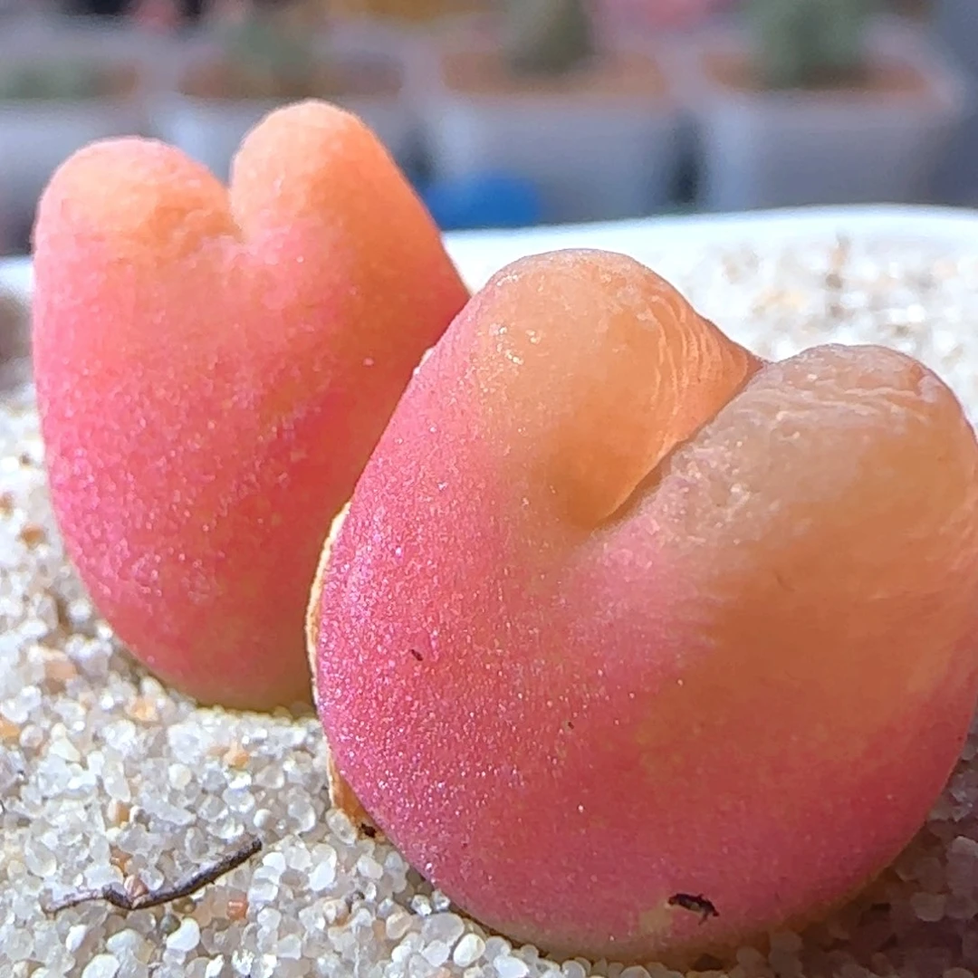 6.3.5/双头水蜜桃/