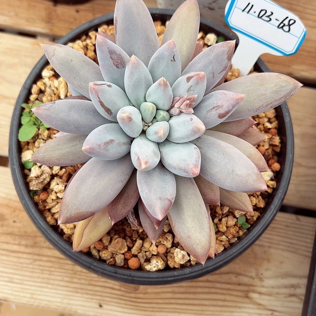 1103-68哥特萝莉。。