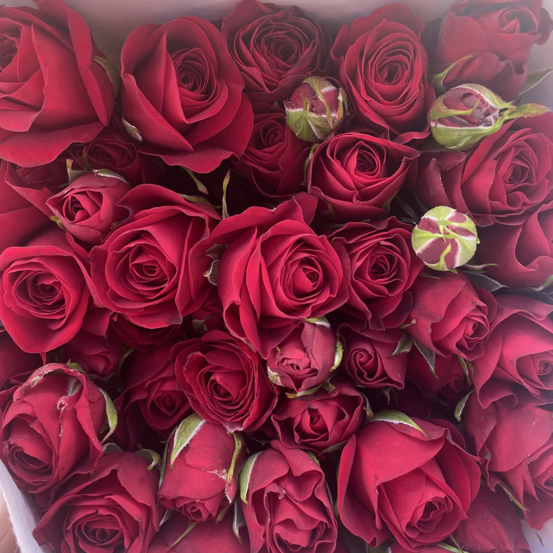 多头玫瑰赤玉云南基地直发适合家养