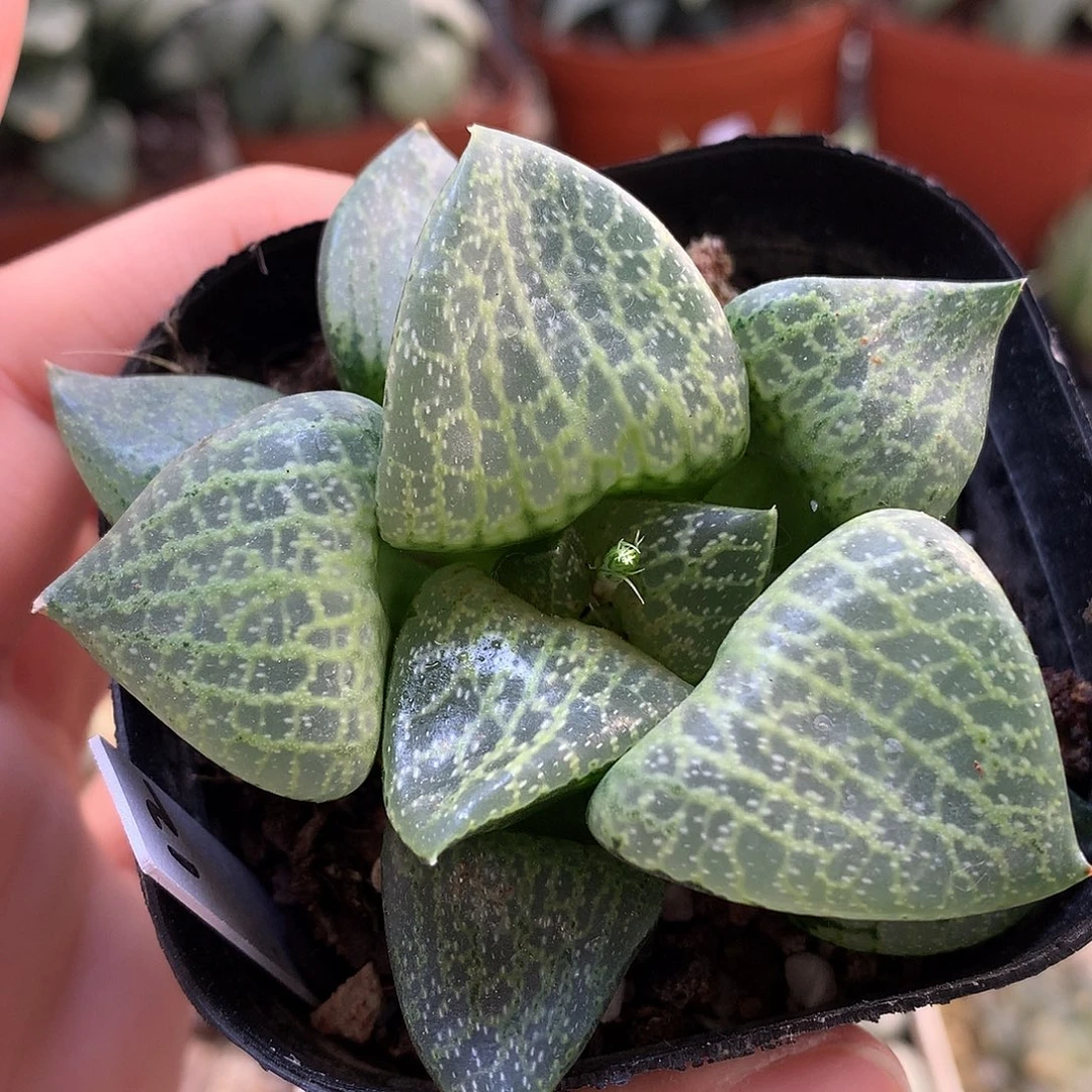 白鲸康平带盆土发货l