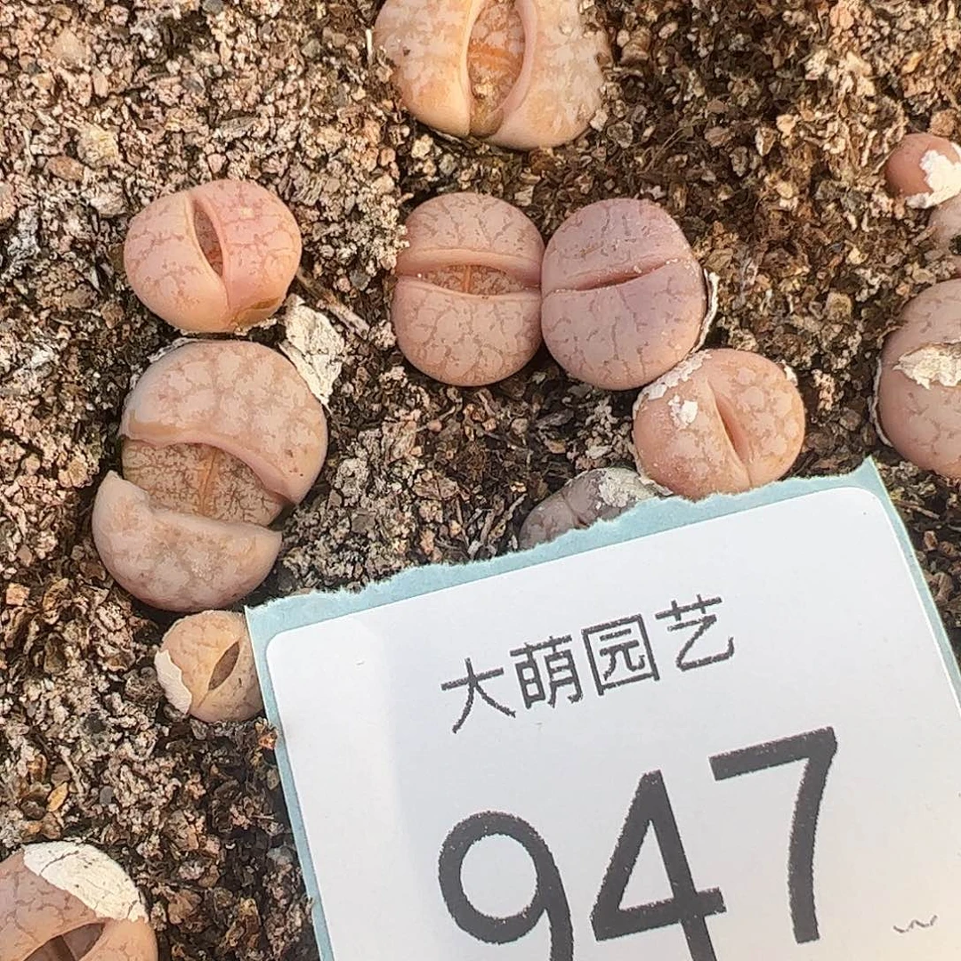 0000947正版C309a拿铁1颗