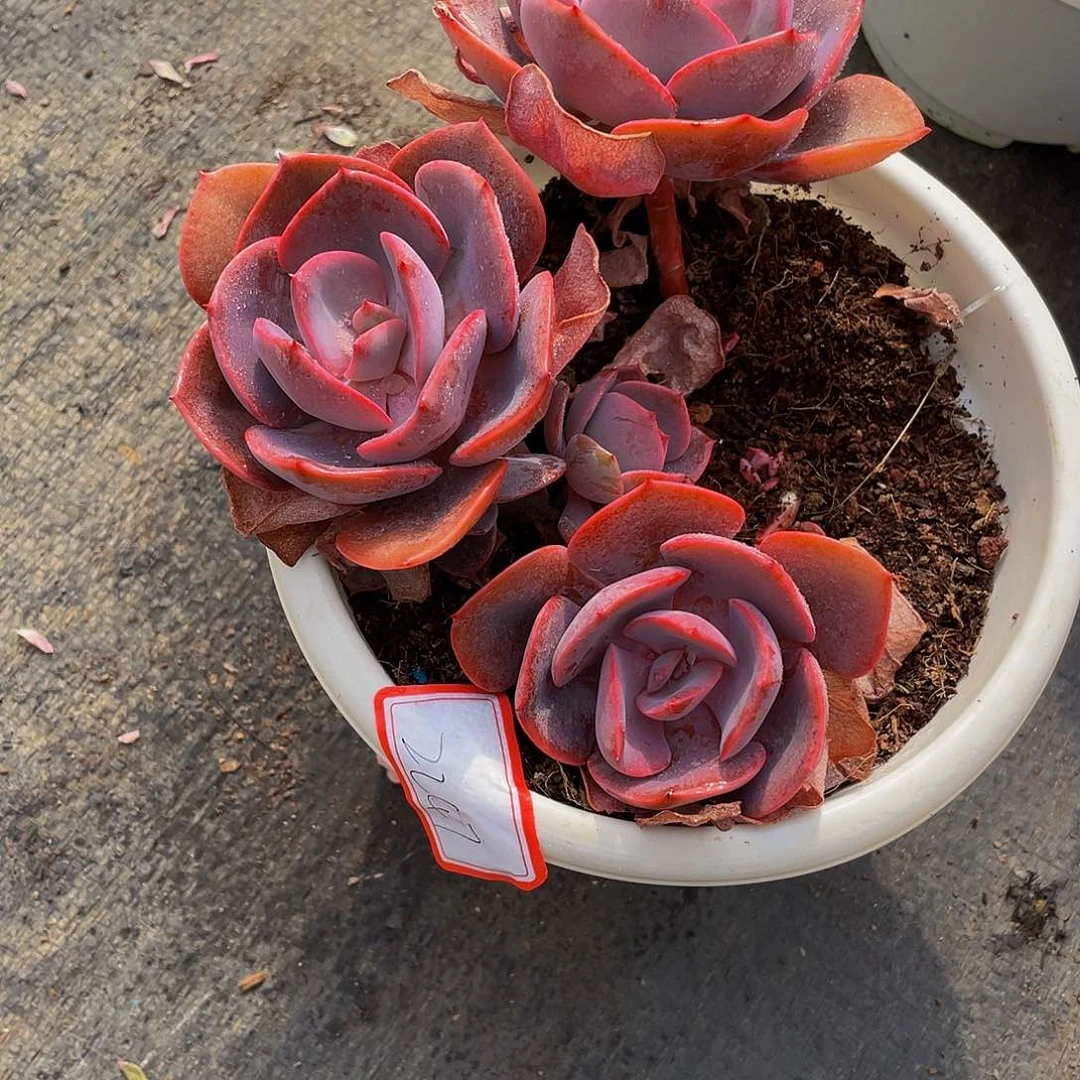 王****活尘埃玫瑰多肉植物群