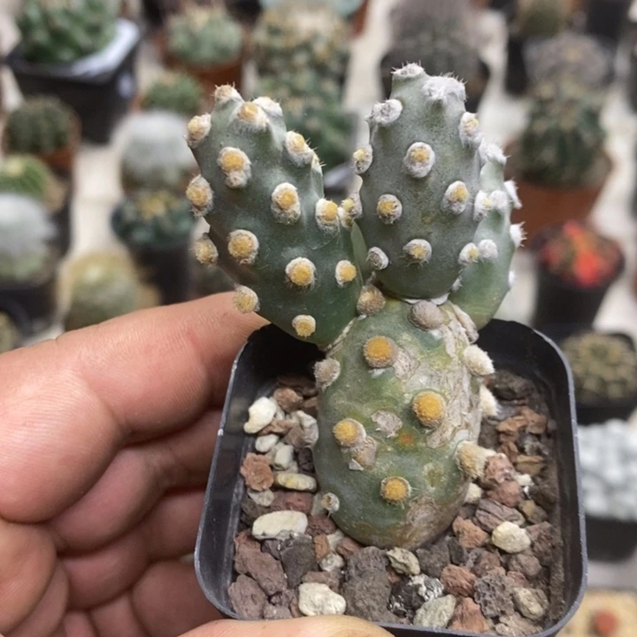 肖壶团扇特价福利