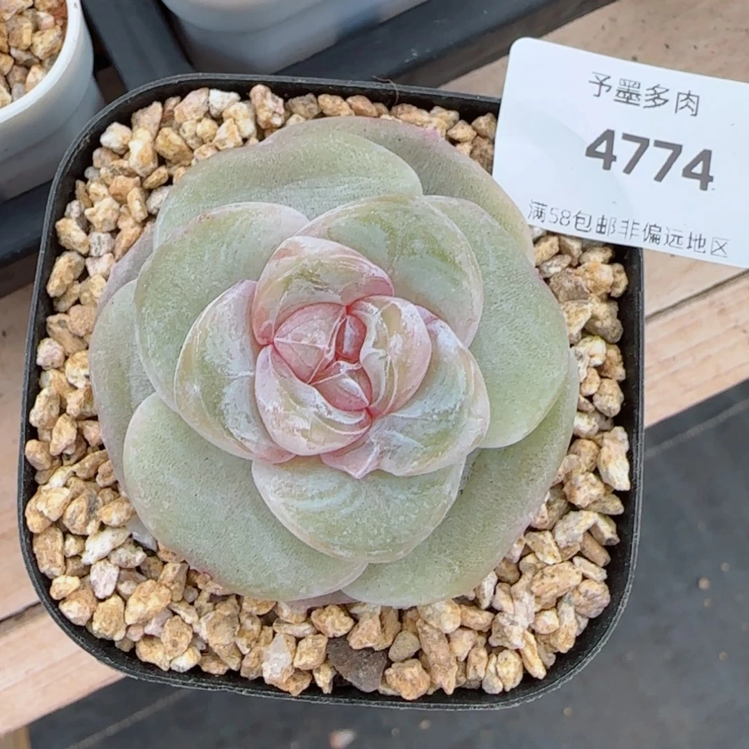 孤品珍妮，4774多肉植物