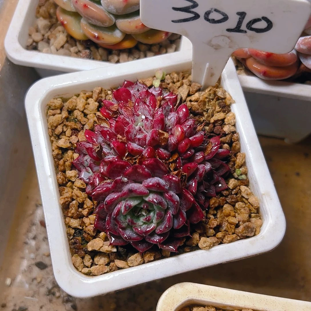 ?**兰沙罗姬牡丹缀3010号