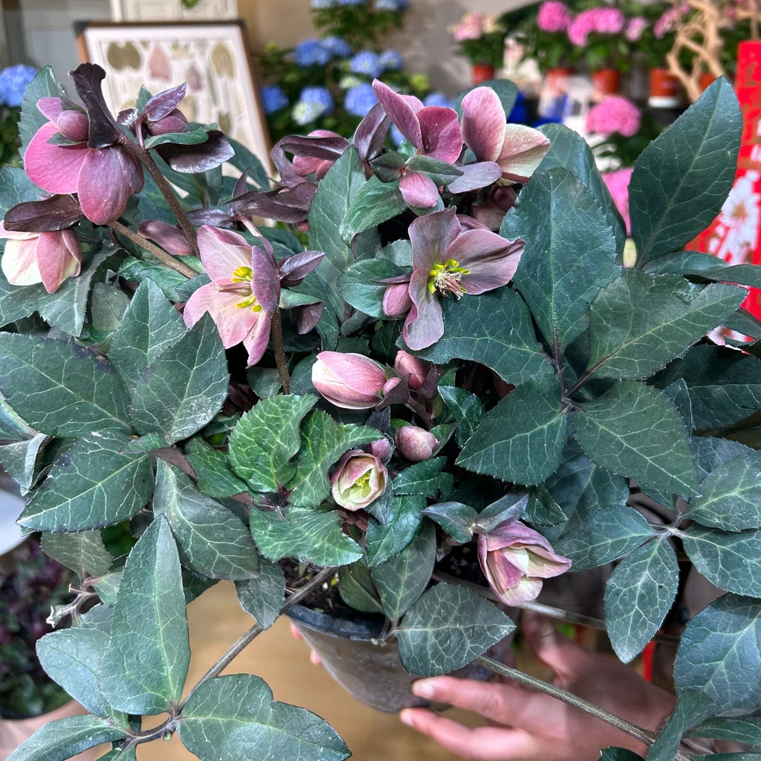 菟葵&铁筷子：摩卡盆栽1盆