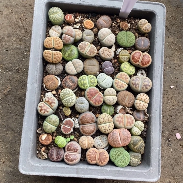 么***么生石花等植物的生长455