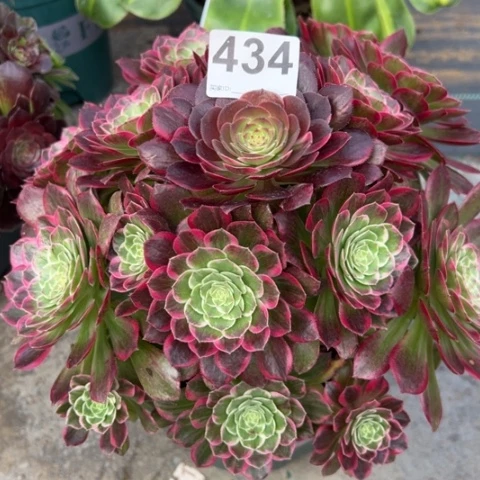 434莲花25厘米左右