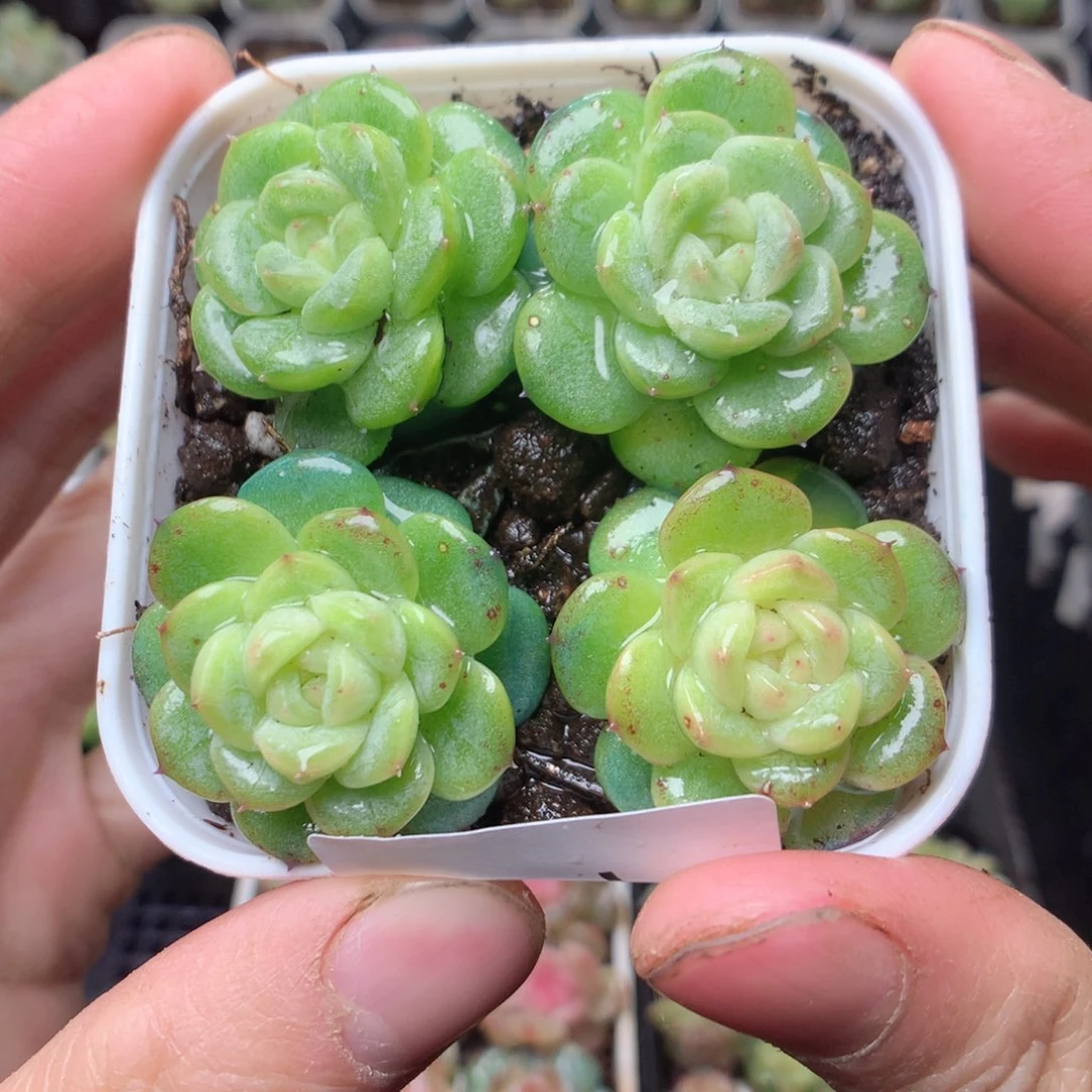 无花朵S1。灯泡yyyyyyy