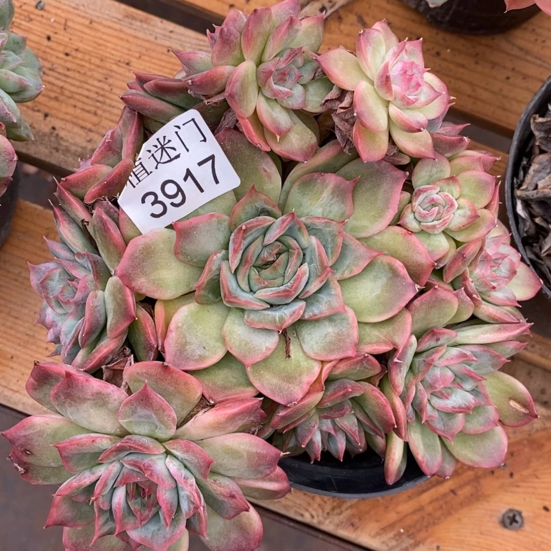 芳***6杂交精品多肉3917~15厘米