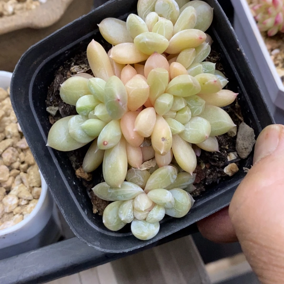 精品多肉一物一拍不包整148