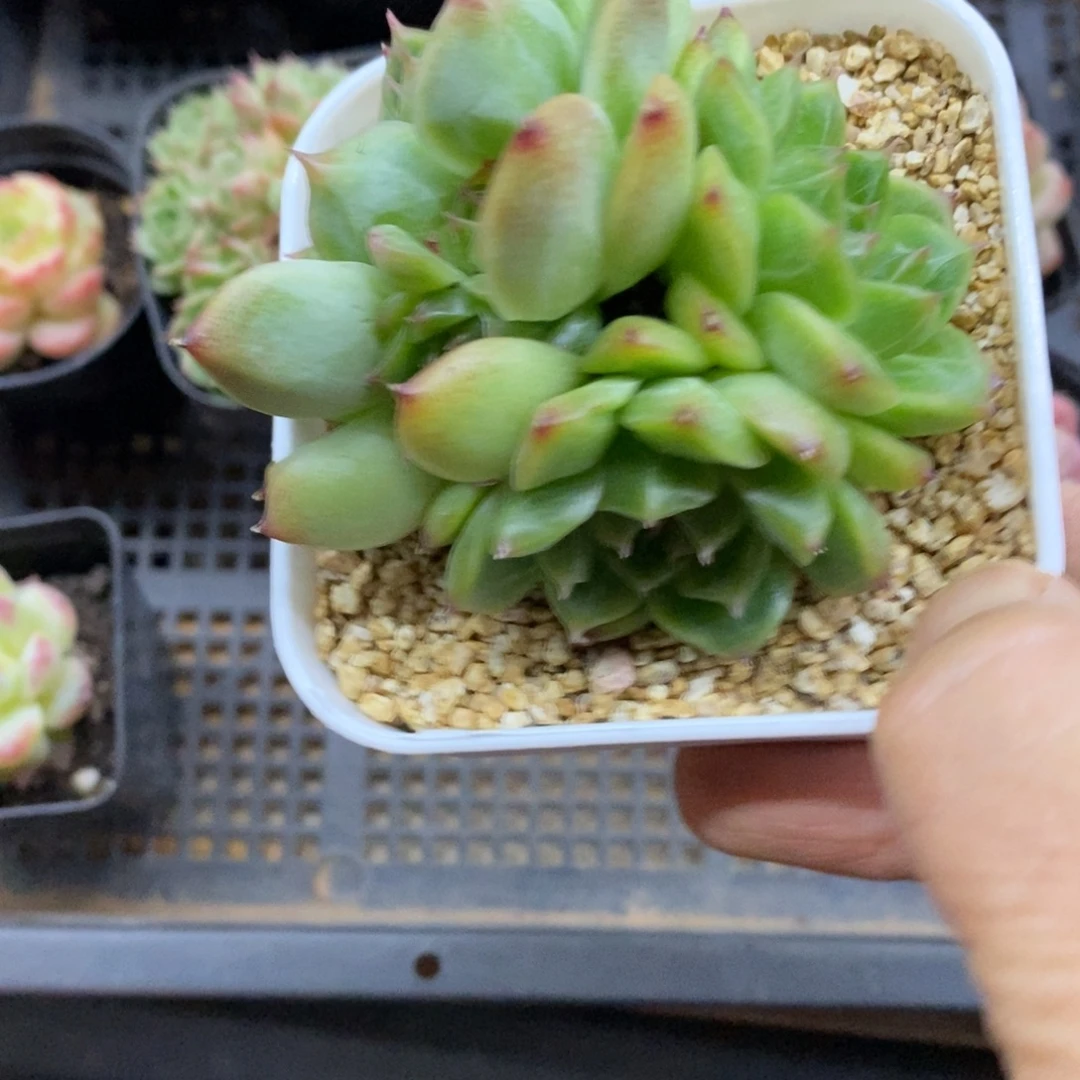 精品多肉一物一拍不包整99