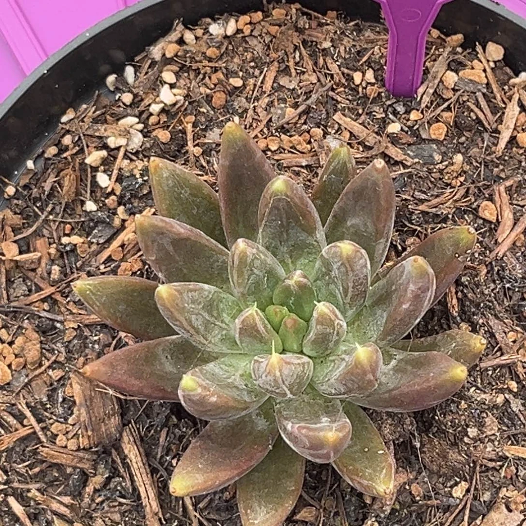 多肉植物胶糖魔王436