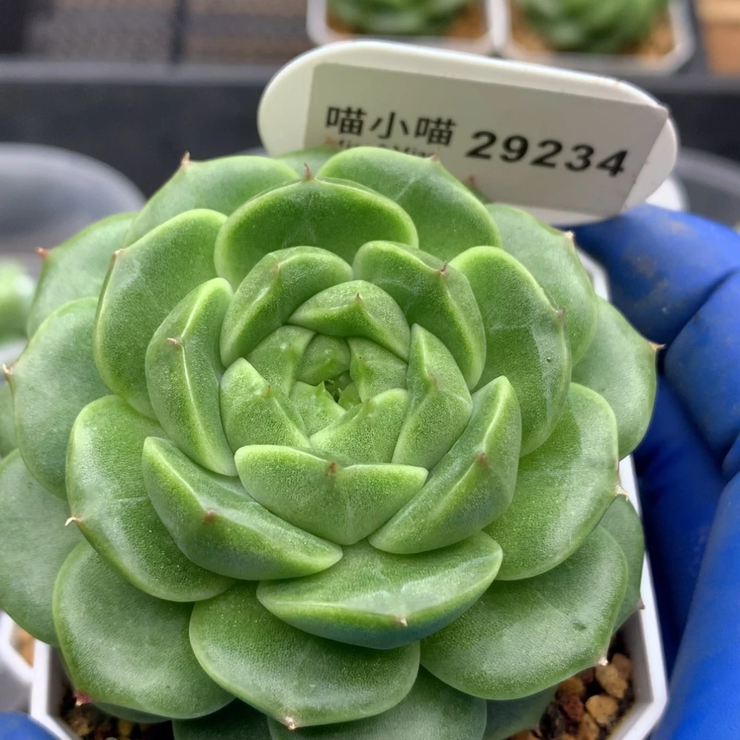 多肉植物杂交珍妮
